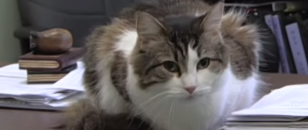 Wenn diese Katze im Krankenhaus erscheint, klopft der Tod an die Tür.