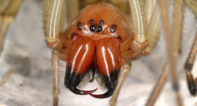 Diese GIFTIGE SPINNE wird 2017 erstmals auch in DEUTSCHLAND auftauchen!