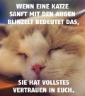 Das wusstest du noch nicht über deine Katze!